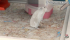 Игра Petz: My Baby Hamster (PSP) (eng) б/у
